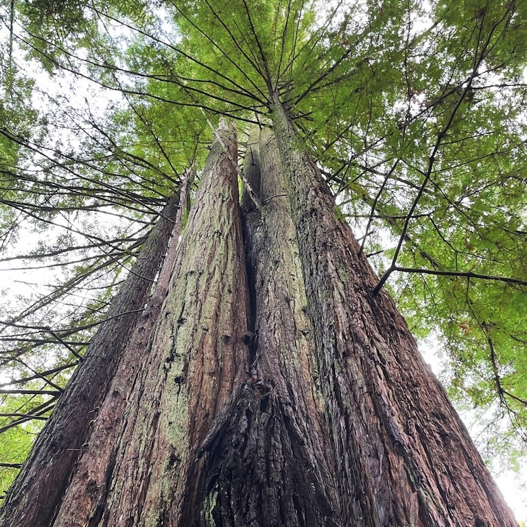 Humboldt, California